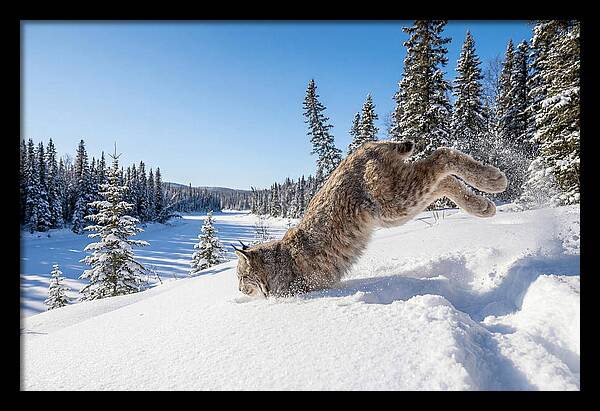 Canada Lynx Pouncing In Snow