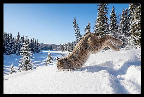 Canada Lynx Pouncing In Snow