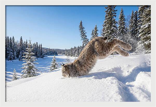 Canada Lynx Pouncing In Snow