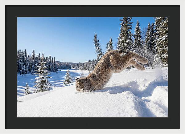 Canada Lynx Pouncing In Snow
