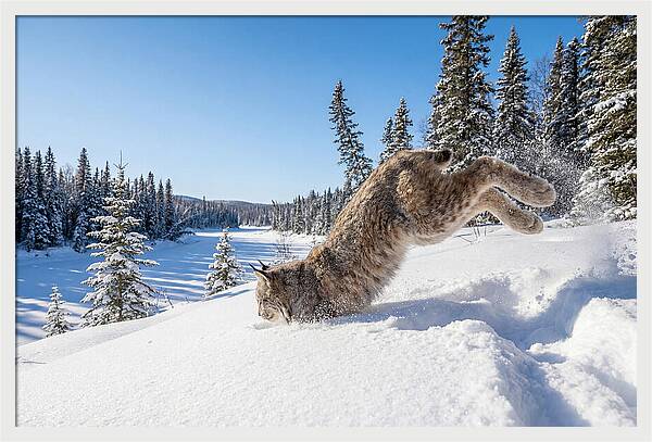 Canada Lynx Pouncing In Snow
