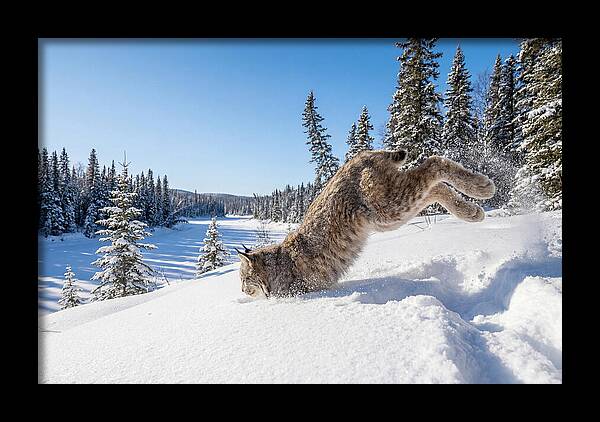 Canada Lynx Pouncing In Snow