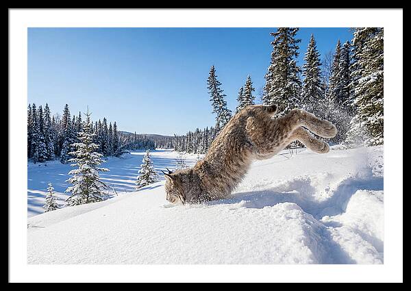 Canada Lynx Pouncing In Snow
