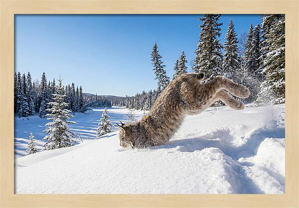 Canada Lynx Pouncing In Snow