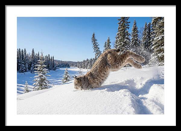 Canada Lynx Pouncing In Snow