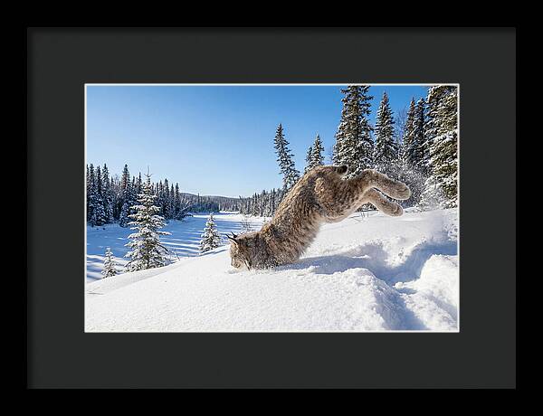 Canada Lynx Pouncing In Snow