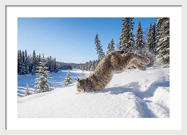 Canada Lynx Pouncing In Snow