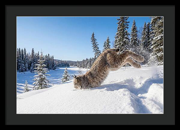 Canada Lynx Pouncing In Snow