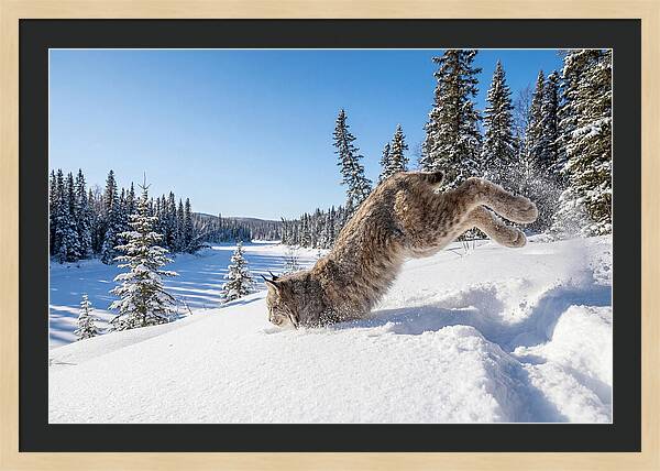 Canada Lynx Pouncing In Snow