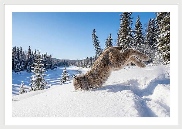 Canada Lynx Pouncing In Snow