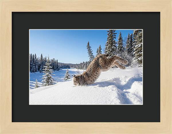 Canada Lynx Pouncing In Snow