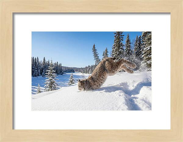 Canada Lynx Pouncing In Snow