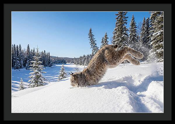 Canada Lynx Pouncing In Snow