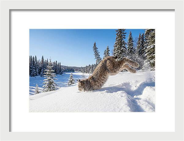 Canada Lynx Pouncing In Snow