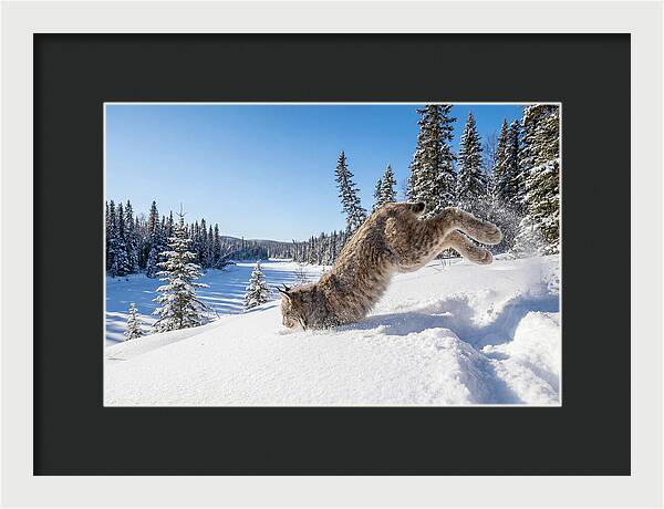 Canada Lynx Pouncing In Snow