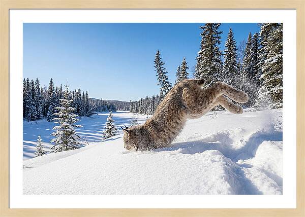 Canada Lynx Pouncing In Snow