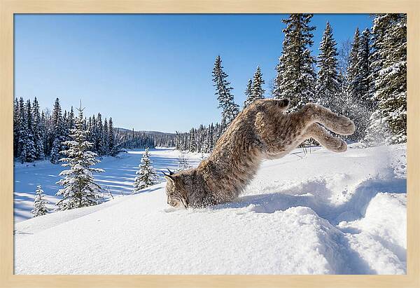 Canada Lynx Pouncing In Snow