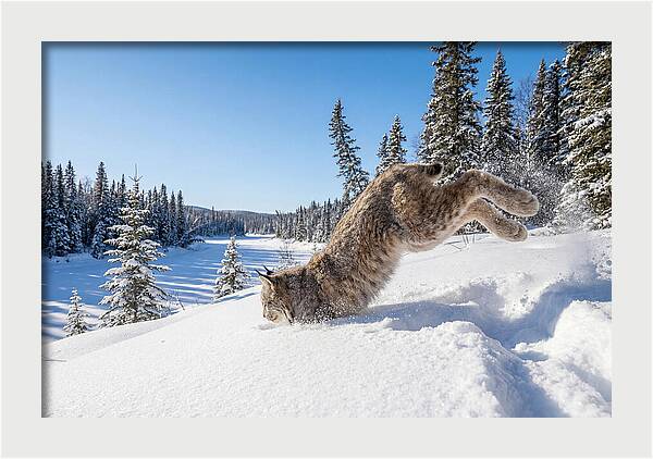 Canada Lynx Pouncing In Snow