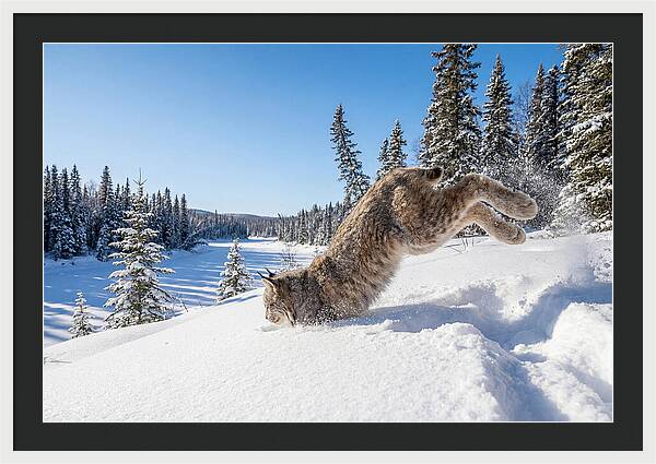 Canada Lynx Pouncing In Snow