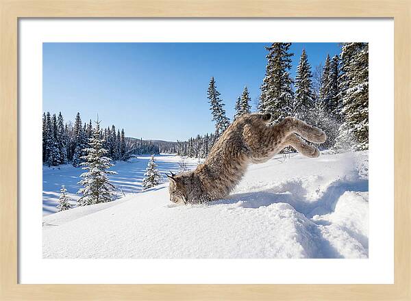 Canada Lynx Pouncing In Snow