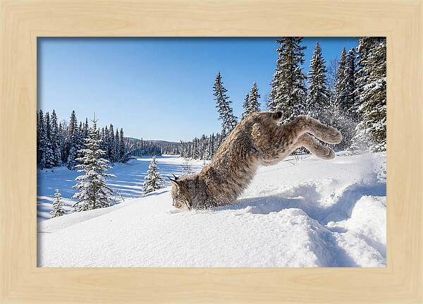 Canada Lynx Pouncing In Snow