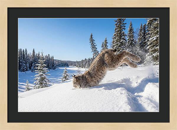 Canada Lynx Pouncing In Snow