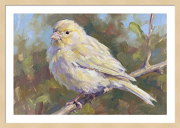 Canary Perched In Nature