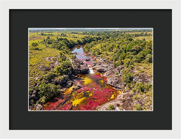 Cano Cristales In Bloom