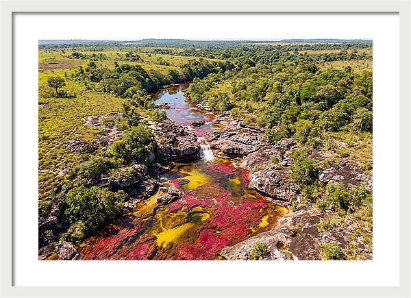 Cano Cristales In Bloom