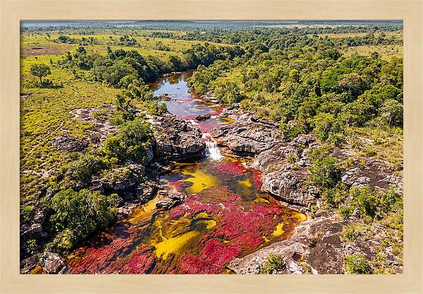 Cano Cristales In Bloom