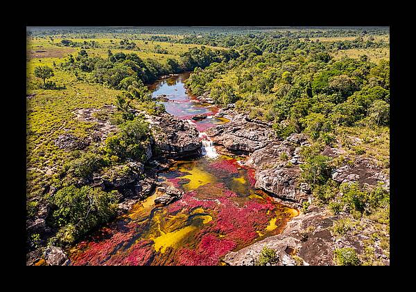 Cano Cristales In Bloom