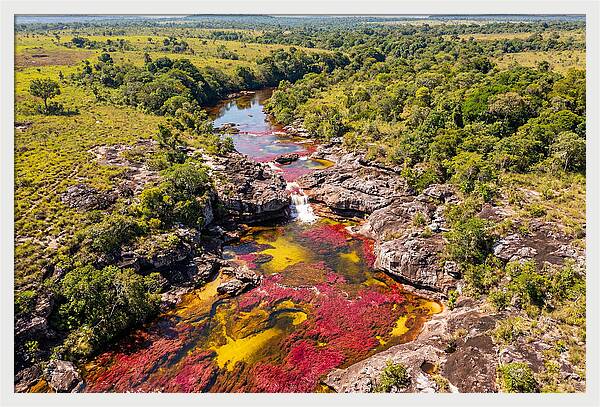Cano Cristales In Bloom