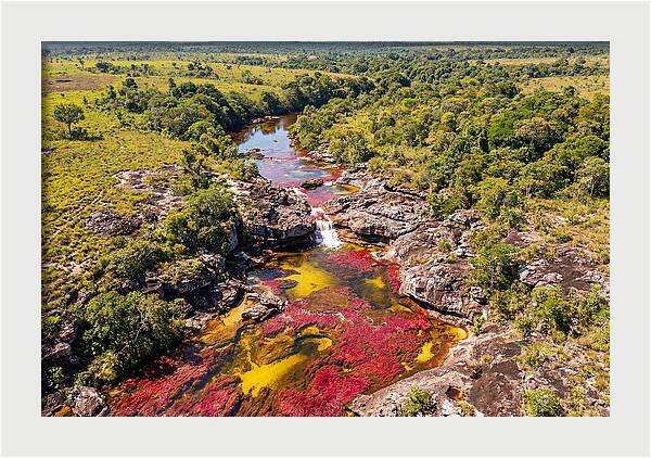 Cano Cristales In Bloom
