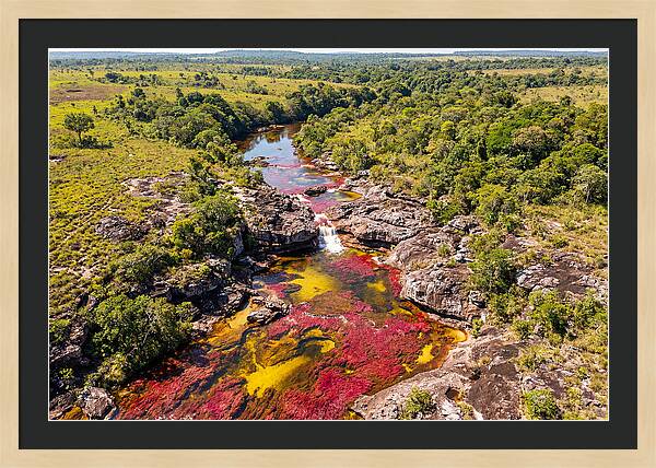 Cano Cristales In Bloom