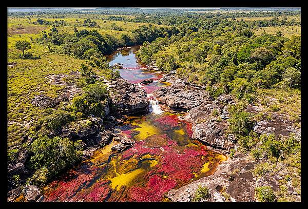 Cano Cristales In Bloom