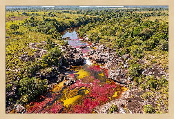 Cano Cristales In Bloom