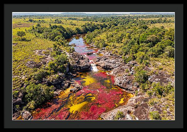 Cano Cristales In Bloom