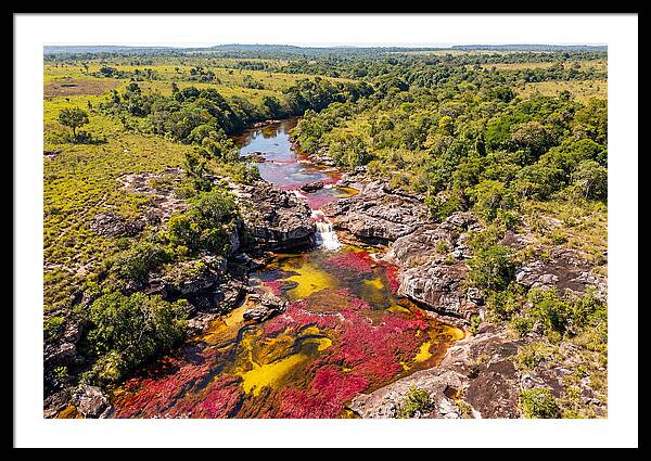 Cano Cristales In Bloom