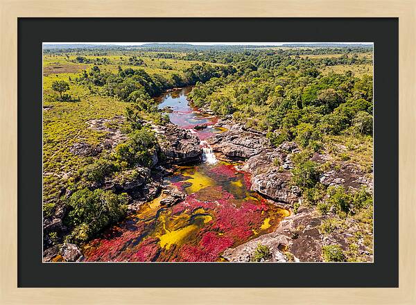 Cano Cristales In Bloom