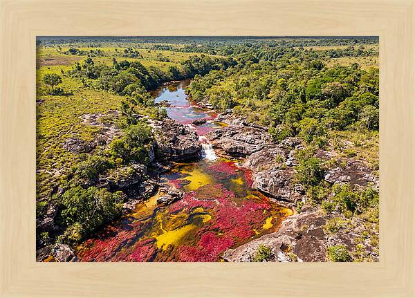 Cano Cristales In Bloom