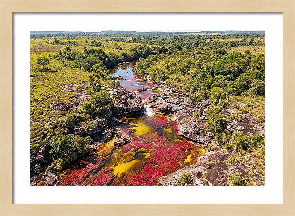 Cano Cristales In Bloom