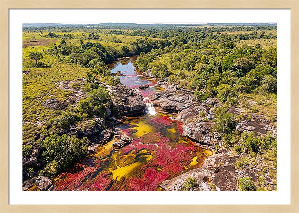 Cano Cristales In Bloom