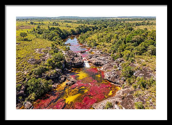 Cano Cristales In Bloom