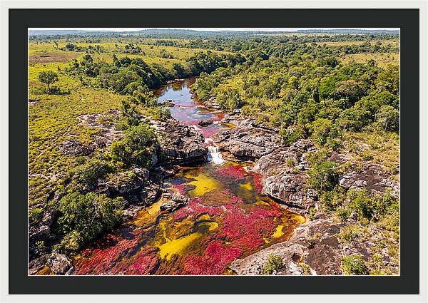 Cano Cristales In Bloom