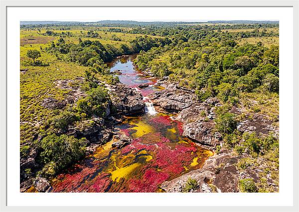 Cano Cristales In Bloom