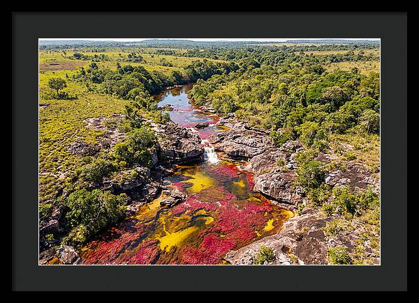 Cano Cristales In Bloom