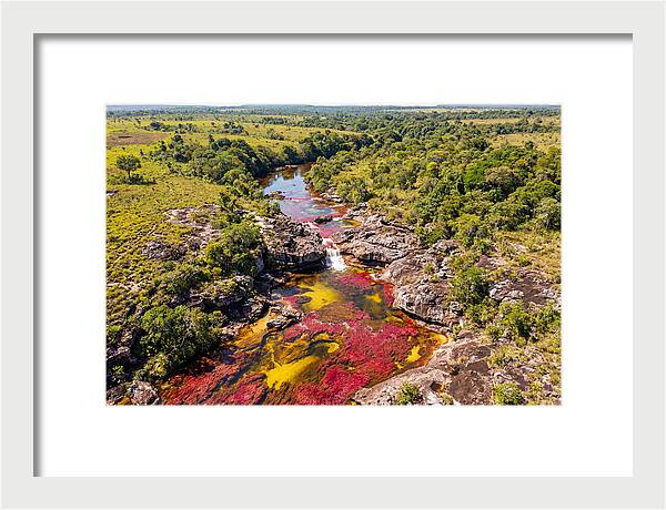 Cano Cristales In Bloom