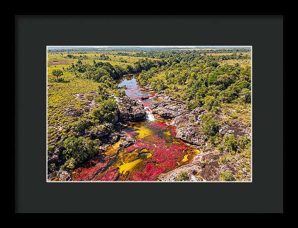 Cano Cristales In Bloom