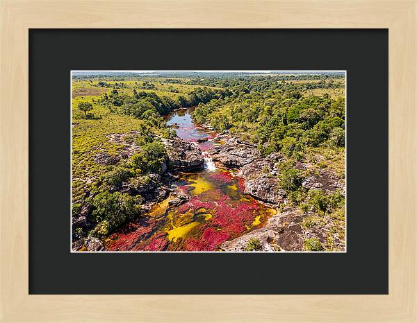 Cano Cristales In Bloom