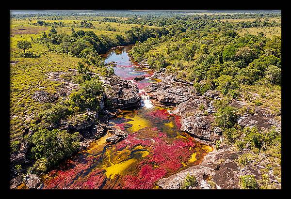 Cano Cristales In Bloom